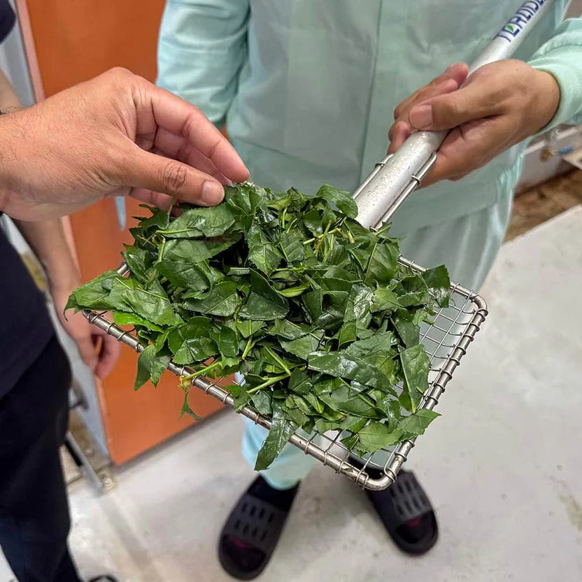 Japanese tea farm partnership photo
